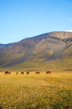 Küçük bir at sürüsü uçsuz bucaksız, altın ve yeşil bir tarlada otluyor. Arka planda açık mavi gökyüzünün altında büyük bir dağ var.