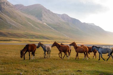 Bir at sürüsü engin, altın ve yeşil bir çayırda koşar. Arka planda görkemli dağlar bulutlu bir gökyüzünün altında.