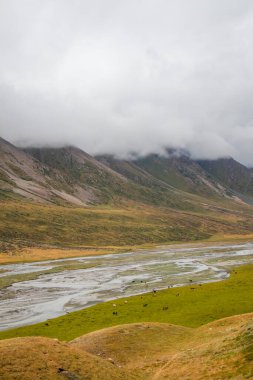 Yeşil bir vadide süzülen bir nehrin dikey görüntüsü otlayan bir inek sürüsü ve bulutlarla örtülü dağlar.