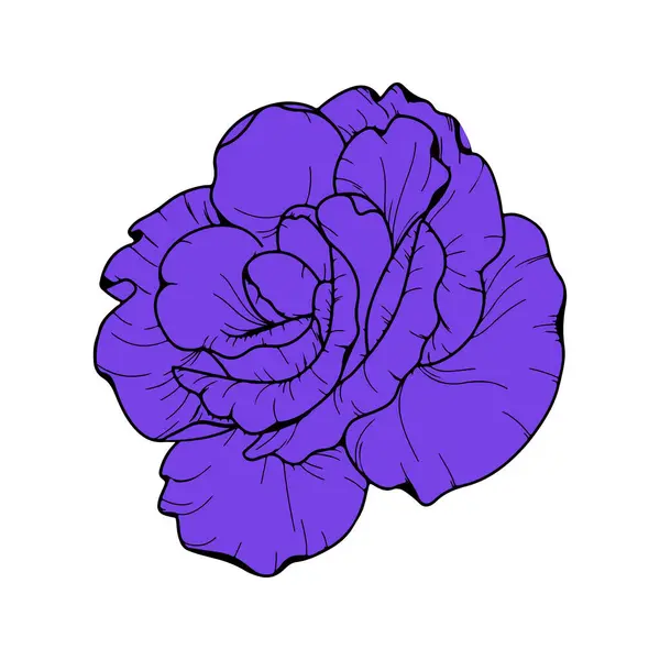 Púrpura Mano Dibujar Rosa Vector Ilustración — Vector de stock