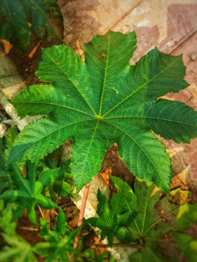 Castor Bean Leaf 'in yakın plan doğal bitkisi.