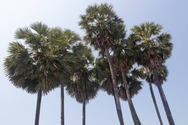 Pek çok hurma ve sabah gökyüzü