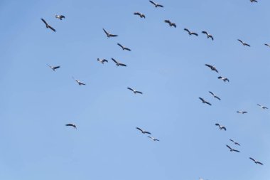 Sabah gökyüzünde kuş sürüleri uçuyor..