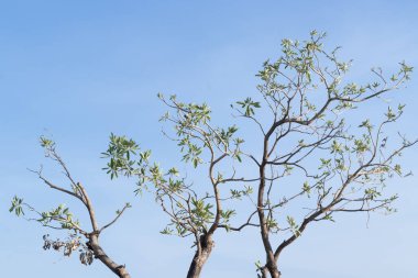 Dallar ve mavi gökyüzü sabahları