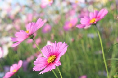 Close-up of blooming pink cosmos flower with soft sunlight and dreamy blurred floral background. Refreshing, gentle, and romantic atmosphere. Ideal for themes related to nature, springtime, love