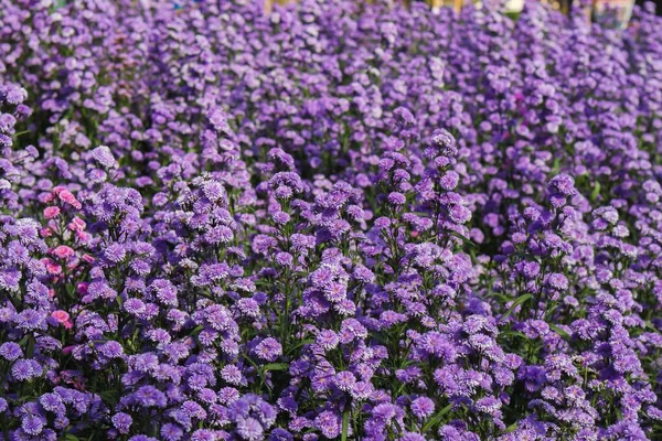 Colorful flowers in the garden, morning flowers, verbena, purple flower, violet