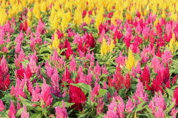 Colorful flowers in the garden, morning flowers, Celosia Plumosa, full field, pink, yellow, red