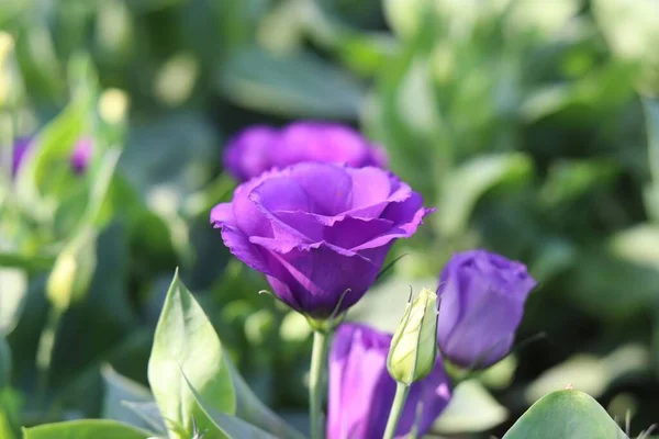 Colorful flowers in the garden, morning flowers, purple lisianthus, close up