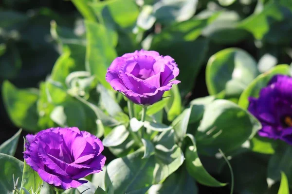 Colorful flowers in the garden, morning flowers, purple lisianthus, close up