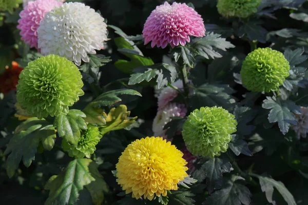 Colorful flowers in the garden, morning flowers, chrysanthemum