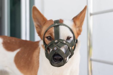Köpek ağızlığı, vahşi köpek, güçlü ve çok aktif bir köpek.