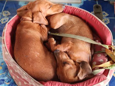 Two puppies sleep together on a pet bed, dachshund 