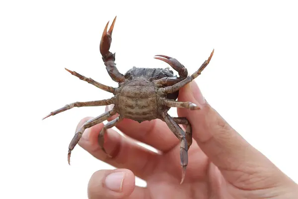 Hand holding crab, isolated, crab on white background