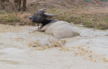 Muddy water buffalo resting in a rice field during the rainy season, rural livestock in Southeast Asia countryside