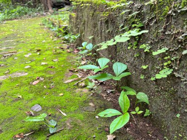 Moss and fern grow on the rocks in the forest 