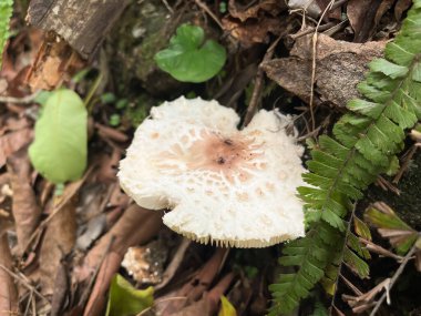 Mushroom that grows in the forest, 