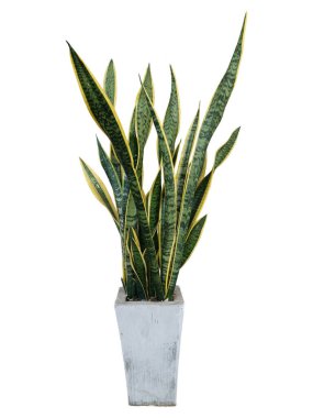 Çimentodaki yılan bitkileri.