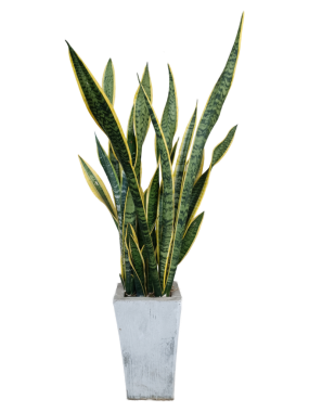 Çimentodaki yılan bitkileri.