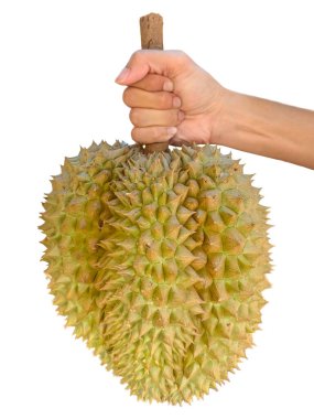 El ele tutuşan dev Durian.