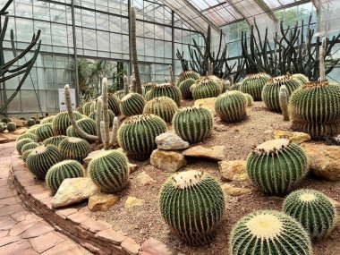 Botanik bahçesindeki kaktüs