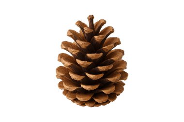 Beyaz arkaplanda çam kozalağı izole