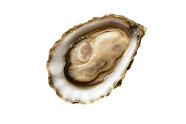 İstiridye kabuğu beyaz üzerine izole