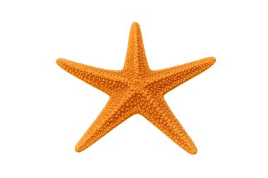 starfish isolated on white background. High resolution marine animal for graphic design, ocean-themed projects, or educational user