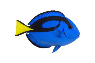 Blue tang fish isolated on white background  vibrant tropical marine fish with bright blue body and yellow tail, perfect for ocean-themed designs or aquarium illustrations, clipping path