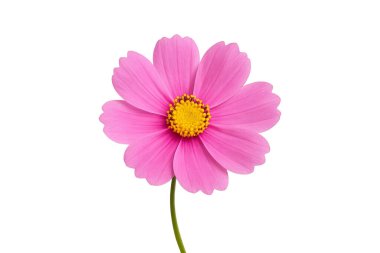 Beyaz izole pembe Cosmos çiçek