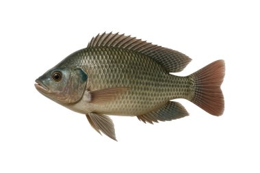 Fresh Nile tilapia fish isolated on white background. High-resolution image ideal for food industry, seafood packaging, culinary articles, or healthy eating concepts, clipping path, transparent
