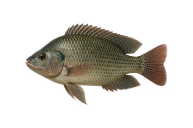Fresh Nile tilapia fish isolated on white background. High-resolution image ideal for food industry, seafood packaging, culinary articles, or healthy eating concepts, clipping path, transparent