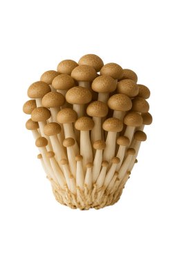 Shimeji mantarları beyaz üzerine izole edilmiş.