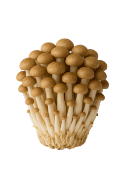 Shimeji mantarları beyaz üzerine izole edilmiş.