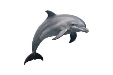 striking single dolphin leaping above the water, showcasing the power and vitality of deep-sea creatures. The light background emphasizes the dolphin's details. Perfect for educational media, documentaries, marine biology studies, isolated on white 