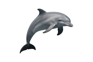 striking single dolphin leaping above the water, showcasing the power and vitality of deep-sea creature. Perfect for educational media, documentaries, marine biology studies, isolated, transparent, clipping path