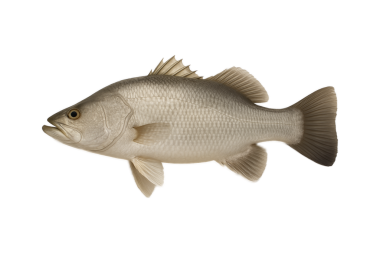 Beyaz arka planda levrek balığı