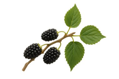 Beyaz arkaplanda Blackberry