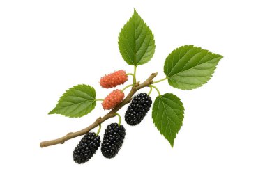 Dut, beyaz böğürtlen üzerinde izole