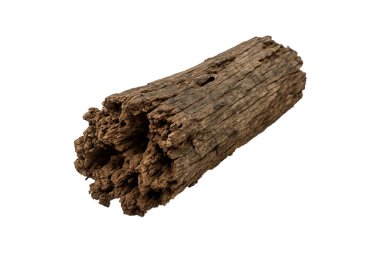 Çürük kütük beyazda izole edildi