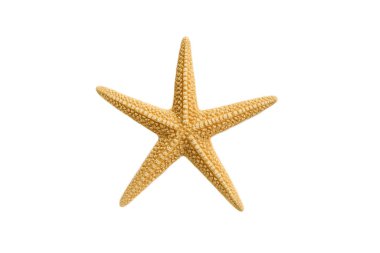 starfish isolated on white background. High resolution marine animal for graphic design, ocean-themed projects, or educational user