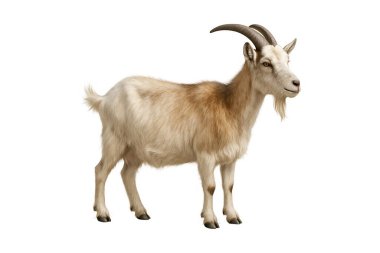 beyaz zemin üzerine keçi