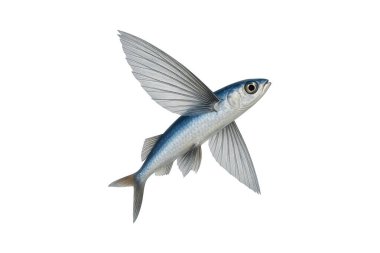 Uçan balıklar beyaz arka planda izole edilmiş, Tobiuo