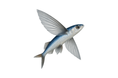 Uçan balıklar beyaz arka planda izole edilmiş, Tobiuo