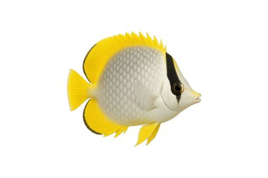 Kelebek balığı yalıtılmış, Deniz Balığı