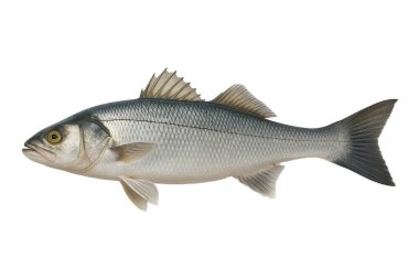 Beyaz üzerine izole edilmiş taze Avrupa deniz kabuğu (Dicentrarchus labrax), deniz ürünleri, balıkçılık veya mutfak kavramları için idealdir..