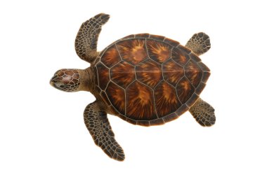 Güzel yeşil deniz kaplumbağası, beyaz arka planda izole edilmiş, kabuk ve yüzgeçlerin detaylı görüntüsü, deniz yaban hayatı, koruma ve doğa projeleri için mükemmel.