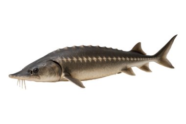 Şeffaf arka planda izole edilmiş tatlı su mersin balığı yakın plan, uzun gövdesi, kemikli pulları ve barbelleri sergileniyor, genellikle havyar üretimi ve su kültüründe kullanılan nehirlerde ve göllerde bulunur.