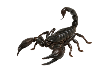 Şeffaf bir arkaplandaki siyah akrebe yakın plan, detaylı kıskaçları ve zehirli kuyruğu gösteriyor. Yaban hayatı, doğa, tehlike ve egzotik hayvan kavramları için ideal.