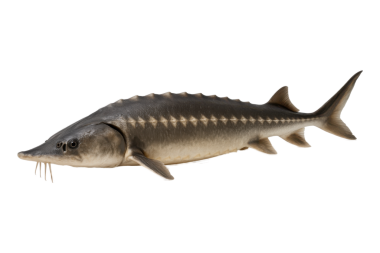 Şeffaf arka planda izole edilmiş tatlı su mersin balığı yakın plan, uzun gövdesi, kemikli pulları ve barbelleri sergileniyor, genellikle havyar üretimi için değerli nehirlerde ve göllerde bulunur.