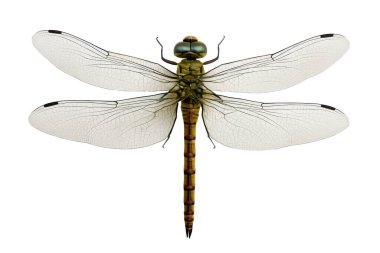 Beyaz arka planda izole edilmiş şeffaf kanatları olan bir yusufçuğun yüksek çözünürlüklü yakın çekimi. Doğa, vahşi yaşam ve böcek çalışmaları için mükemmel. Karmaşık desenler, simetri ve canlı renkler sergiliyor.